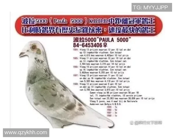 新西兰足球明星的辉煌历程与影响力探析